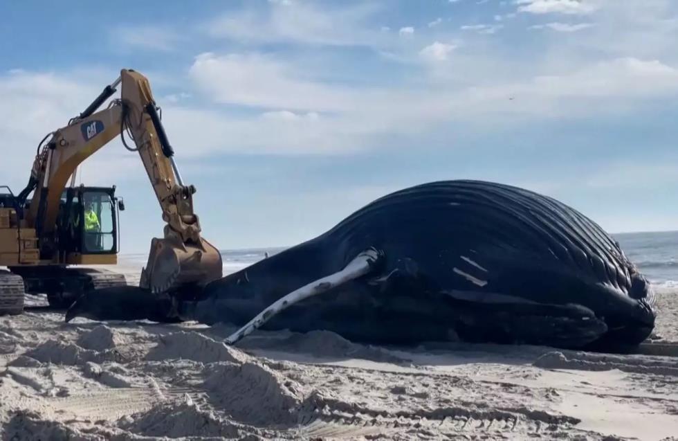 Φάλαινα 10 μέτρων ξεβράστηκε σε παραλία της Νέας Υόρκης  (βίντεο)
