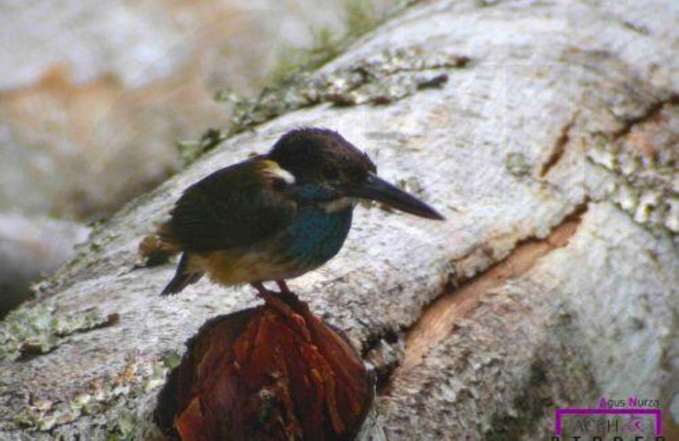 BirdLife για κινητοποιήσεις λατόμων στην Πάφο: Η εξεύρεση λύσης προϋποθέτει σεβασμό της νομοθεσίας