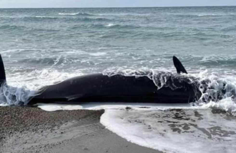Εκβράστηκαν άλλες τρεις νεκρές φάλαινες στα κατεχόμενα - Ρίχνει φως η νεκροτομή