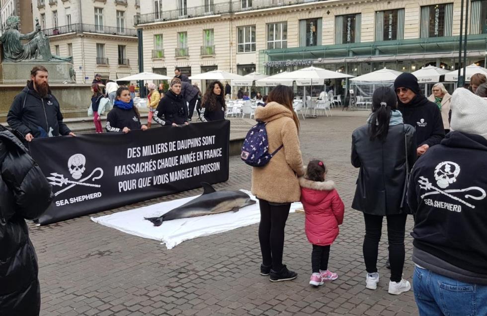 Γαλλία: Ομοφοβικά μηνύματα στα νεκρά σώματα δελφινιών σοκάρουν την κοινή  γνώμη