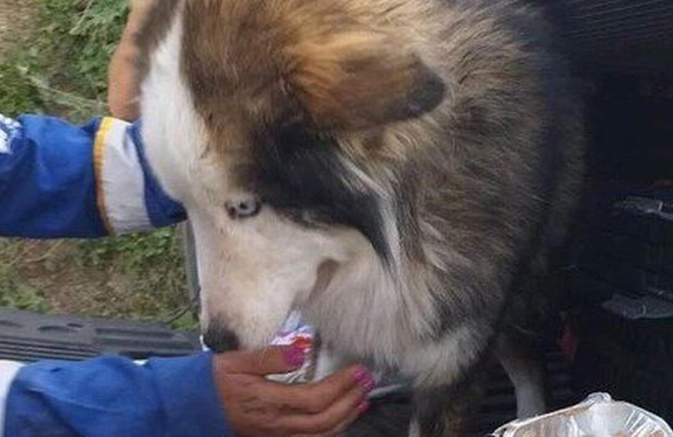 Τουρκία: Σκύλος ανασύρθηκε ζωντανός από τα ερείπια 23 ημέρες μετά τον σεισμό
