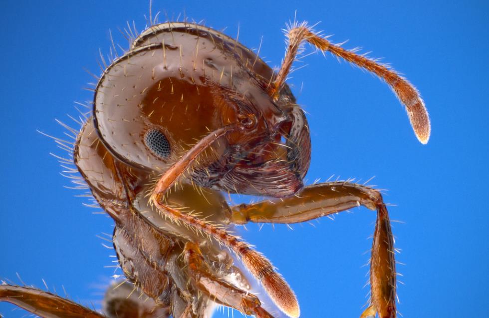 Αμερικανικό κόκκινο μυρμήγκι: Έφτασε και στη Μεσόγειο ένα από τα πιο καταστροφικά ζώα του κόσμου