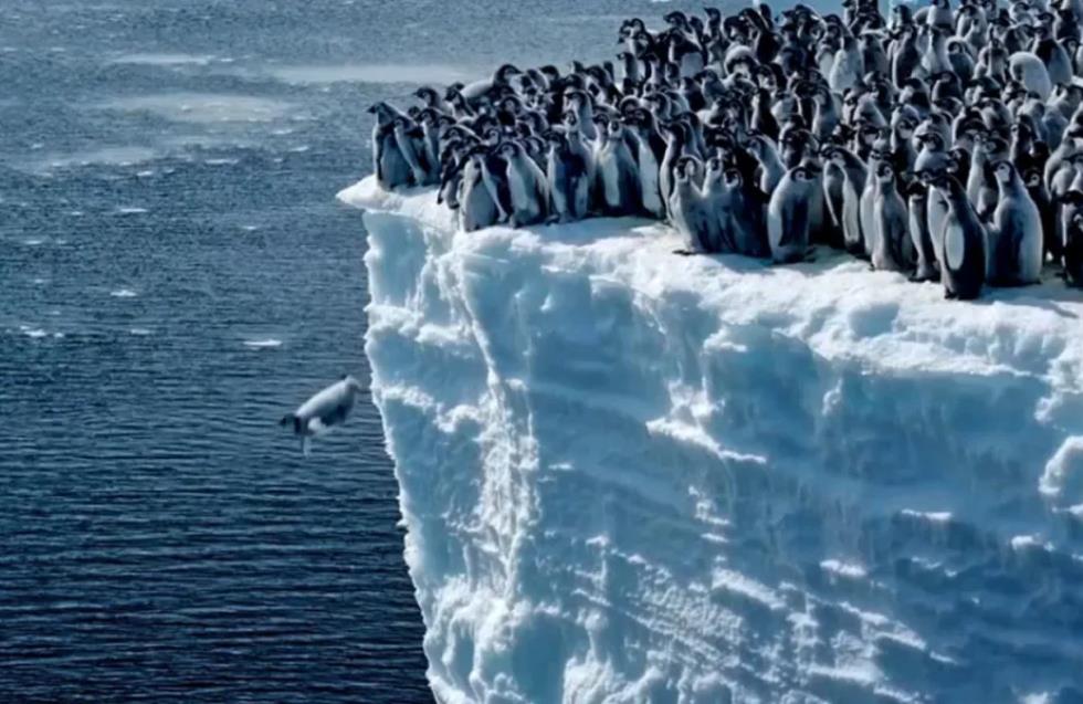 Πιγκουινάκια βουτούν από 15 μέτρα ύψος στον Νότιο Ωκεανό - Το μοναδικό βίντεο του National Geographic