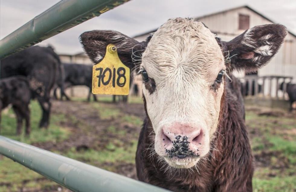 Ο ιός της γρίπης των πτηνών εντοπίστηκε σε αγελαδινό γάλα – Σύσταση ΠΟΥ για μέτρα