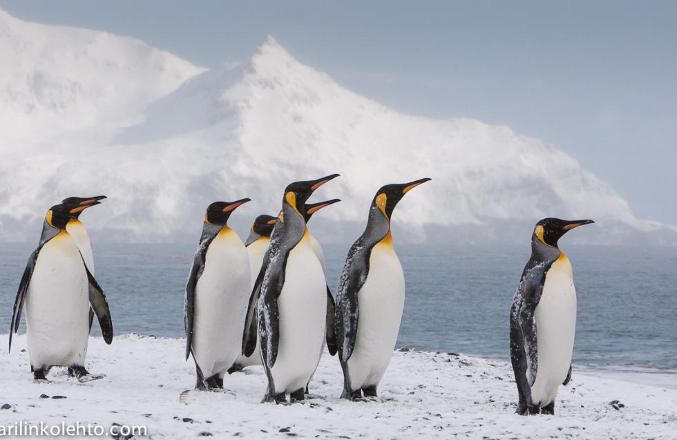  Τα ζώα της Ανταρκτικής καίγονται από τον ήλιο - Τι κατέδειξε επιστημονική μελέτη