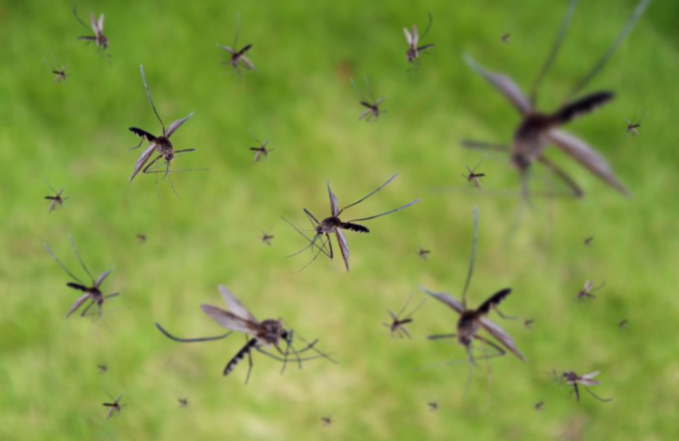 Πώς θα γλιτώσεις από τα κουνούπια οικονομικά και αποτελεσματικά (βίντεο)