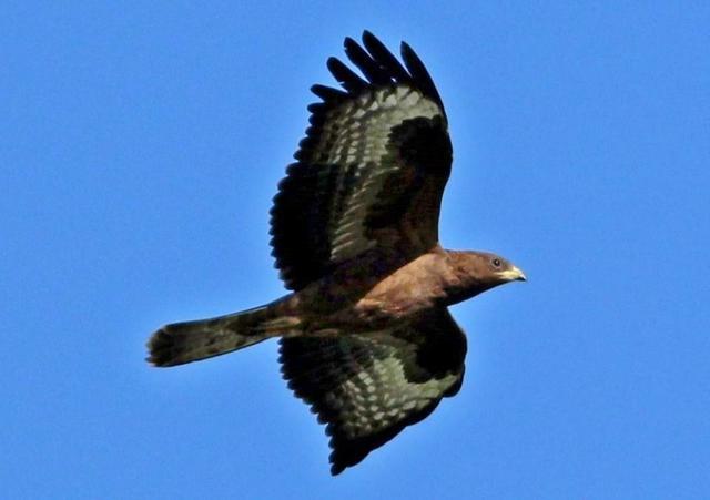 European Honey Buzzard (Pernis apivorus) (Linnaeus, 1758) Σφηκιάρης, Μελισσοσιάχινο (1)