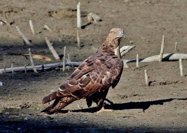 European Honey Buzzard (Pernis apivorus) (Linnaeus, 1758) Σφηκιάρης, Μελισσοσιάχινο (2)