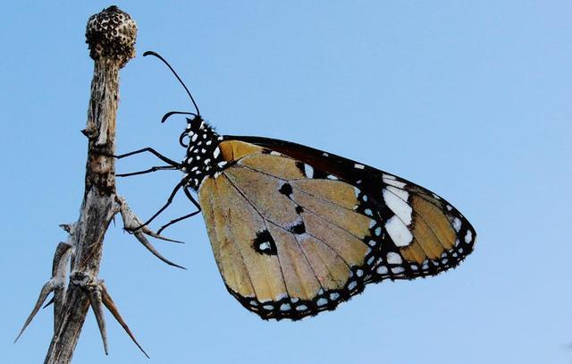 African monarch - Danaus chrysippus (Linnaeus, 1758)